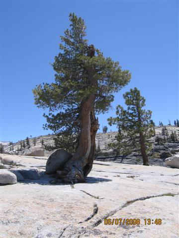 Tree at Olmstead Point. Photo by the Keatings, June 2008
